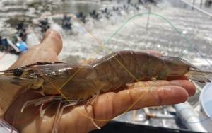 Quy trình nuôi tôm thẻ chân trắng