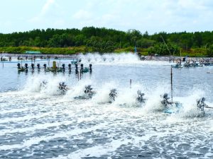 Những vấn đề thường gặp khi nuôi tôm thẻ chân trắng