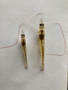 Phòng bệnh vi bào trùng tử ở tôm