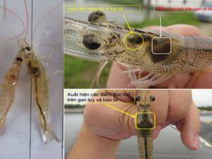 Bảo vệ gan tuỵ ở tôm