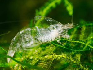 Quy trình lột xác tôm thẻ chan trắng