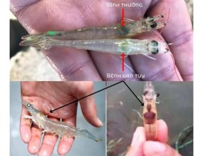Dấu hiệu tôm bệnh gan
