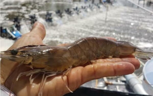 Kháng sinh nguyên liệu cho tôm