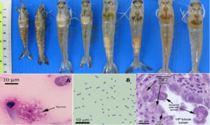 Bệnh EHP trên tôm