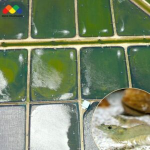 Những lưu ý khi sang tôm