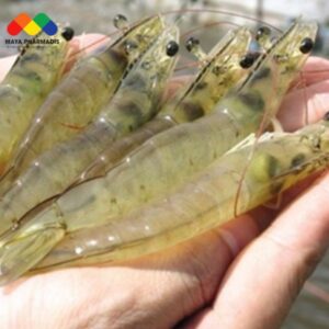 Thiếu hụt nguồn tôm nguyên liệu cuối năm