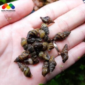 Ốc đinh và giải pháp khắc phục