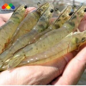 Nguyên nhân tôm giảm ăn hoặc bỏ ăn