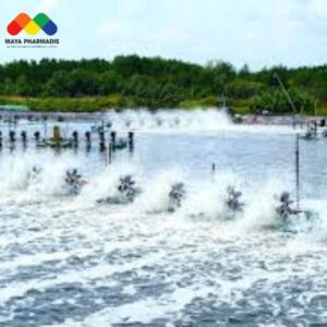 6 cái biết quan trọng của người nuôi tôm