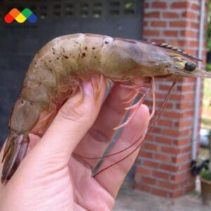 Bệnh đốm đen trên tôm, nguyên nhân và cách điều trị