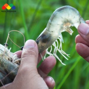 Các dấu hiệu tôm bị đường ruột