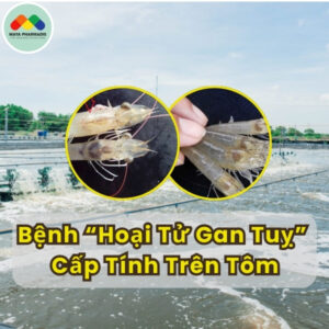 Bệnh hoại tử gan tuỵ cấp tính trên tôm