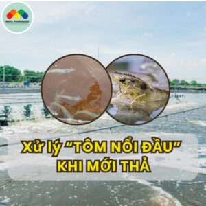 Tôm mới thả mà nổi lên bề mặt xử lý như thế nào?