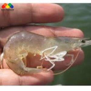 Bệnh cong thân, đục cơ ở tôm