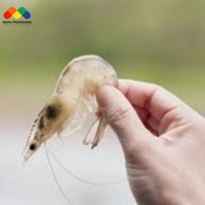 Bệnh cong thân, đục cơ ở tôm