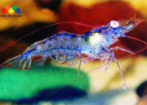 Bệnh phát sáng trên tôm, nguyên nhân và cách điều trị