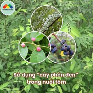 Sử dụng cây phèn đen trong nuôi tôm