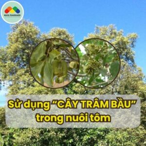 Lợi Ích Của Cây Trâm Bầu Trong Nuôi Tôm Thẻ Chân Trắng