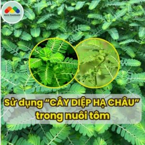 SỬ DỤNG CÂY DIỆP HẠ CHÂU TRONG NUÔI TÔM