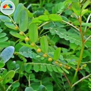 SỬ DỤNG CÂY DIỆP HẠ CHÂU TRONG NUÔI TÔM