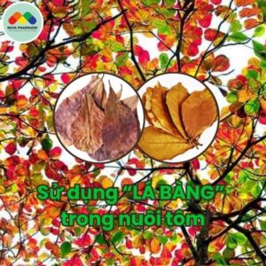 Lá Bàng Trong Nuôi Tôm: Giải Pháp Tự Nhiên Giúp Ổn Định Môi Trường Ao Nuôi