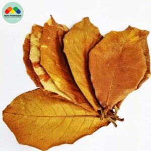 Lá Bàng Trong Nuôi Tôm: Giải Pháp Tự Nhiên Giúp Ổn Định Môi Trường Ao Nuôi