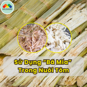 Sử Dụng Bã Mía Trong Nuôi Tôm – Giải Pháp Bền Vững, Tiết Kiệm Chi Phí