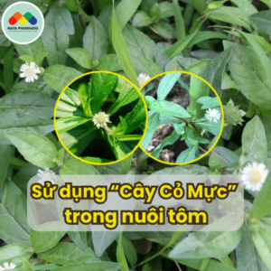 Sử Dụng Cây Cỏ Mực Trong Nuôi Tôm