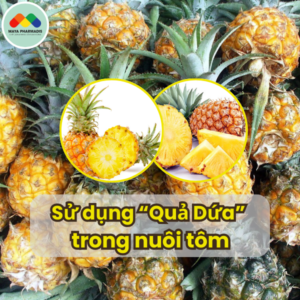 SỬ DỤNG QUẢ DỨA TRONG NUÔI TÔM VÀ LỢI ÍCH BẤT NGỜ