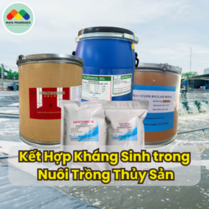 Kết Hợp Kháng Sinh trong Nuôi Trồng Thủy Sản