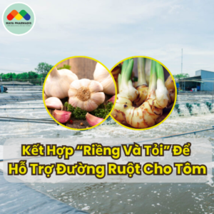 Riềng và Tỏi, Sự Kết Hợp Hỗ Trợ Đường Ruột Cho Tôm