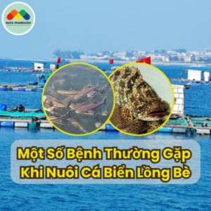 Một số bệnh thường gặp khi nuôi cá biển lồng bè