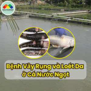 Bệnh Vảy Rụng và Loét Da ở Cá Nước Ngọt