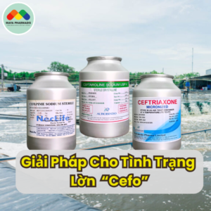 Giải pháp cho tình trạng lờn cefo
