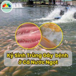 Bệnh do Ký Sinh Trùng Gây Ra ở Cá Nước Ngọt