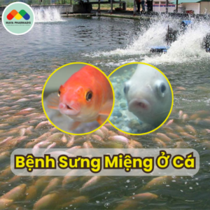 Bệnh Sưng Miệng Ở Cá