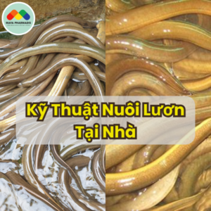 Kỹ thuật nuôi lươn tại nhà