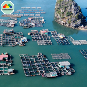 Một số bệnh thường gặp khi nuôi cá biển lồng bè