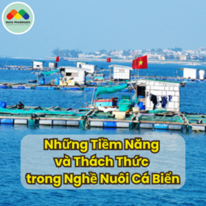 Những Tiềm Năng và Thách Thức trong Nghề Nuôi Cá Biển