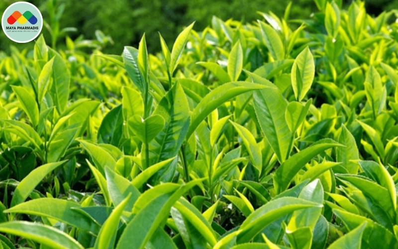 Ứng Dụng Của Cây Trà Xanh Trong Nuôi Tôm