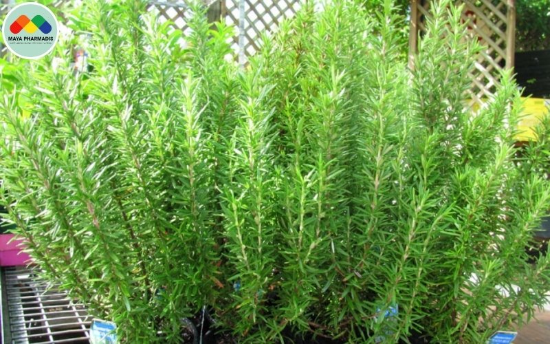 Ứng dụng của cây hương thảo trong nuôi tôm
