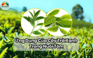 Ứng Dụng Của Cây Trà Xanh Trong Nuôi Tôm