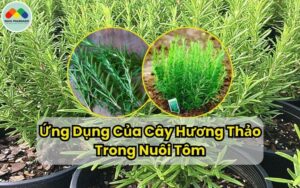 Ứng dụng của cây hương thảo trong nuôi tôm