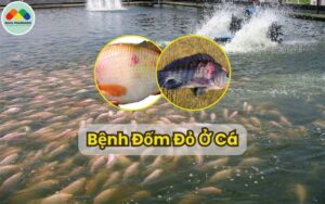 Bệnh Đốm Đỏ Trên Cá