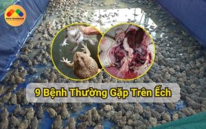 9 Bệnh Thường Gặp Trên Ếch