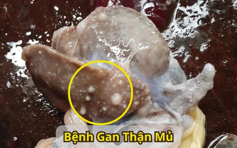 Bệnh Gan Thận Mủ Trên Ếch