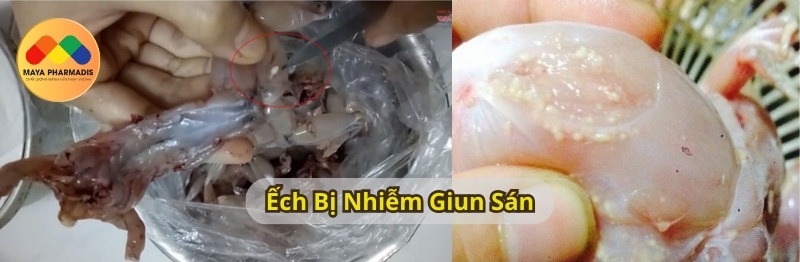 Ếch Bị Nhiễm Giun Sán