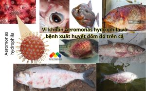 Bệnh xuất huyết đốm đỏ trên cá nước ngọt