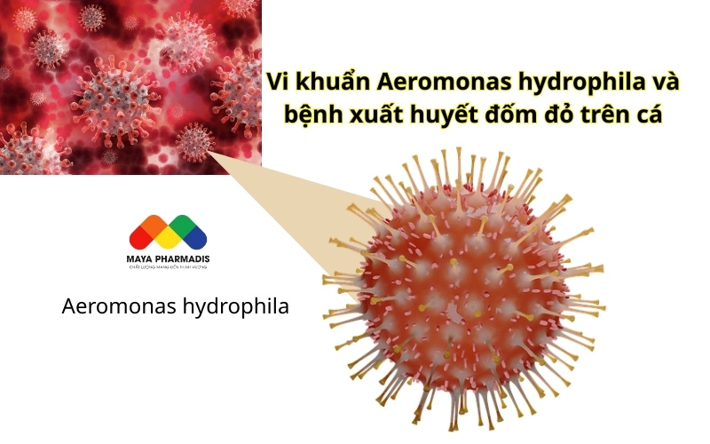 Vi khuẩn Aeromonas hydrophila