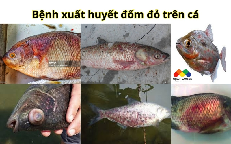 Dấu hiệu nhận biết và triệu chứng bệnh xuất huyết đốm đỏ trên cá nước ngọt